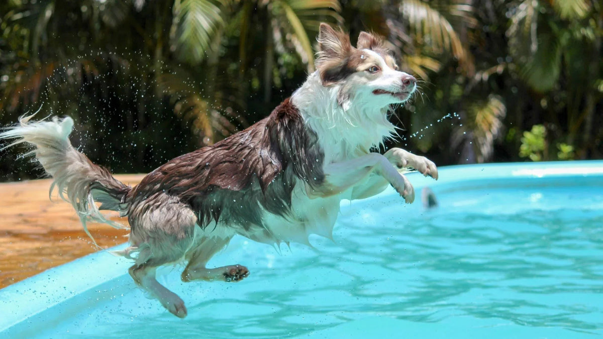 How to Keep Dog Hair Out of Your Pool: 8 Expert Tips for a Clean Swim ...